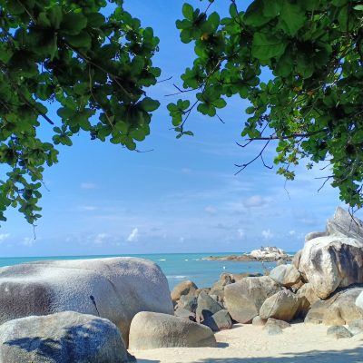 a beach with rocks and water under a tree